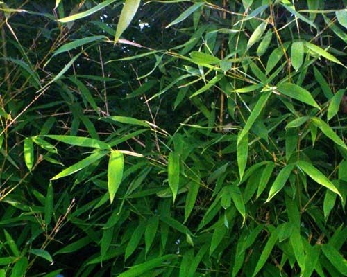 Composti a base di bambù per abitazioni sostenibili