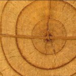 Sfatare i luoghi comuni sul legno
