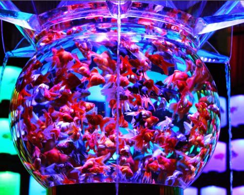 Art Aquarium a Milano per Expo 2015. Un successo importante