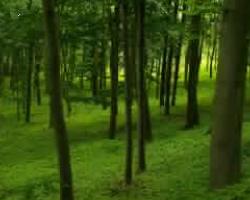 Anonimo Affrontare i cambiamenti climatici con il legno