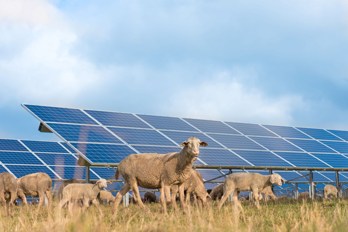 Agrivoltaico: in crescita con il freno a mano tirato Agrivoltaico: in crescita con il freno a mano tirato