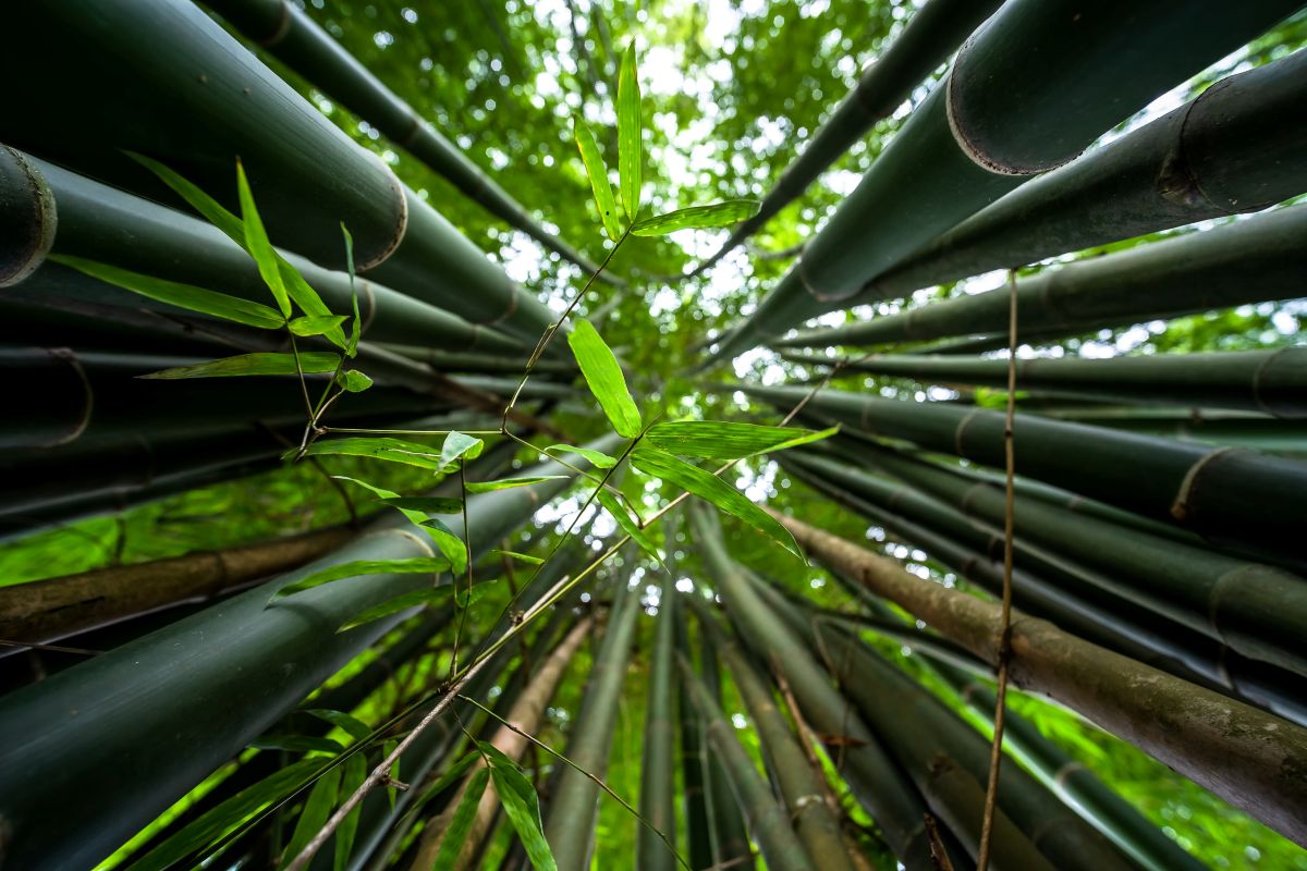 Isolamento in edilizia, le proprietà del bamboo