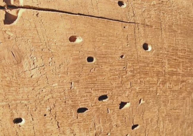 I nemici del legno: Coleotteri carambicidi, fori di sfarfallamento.
