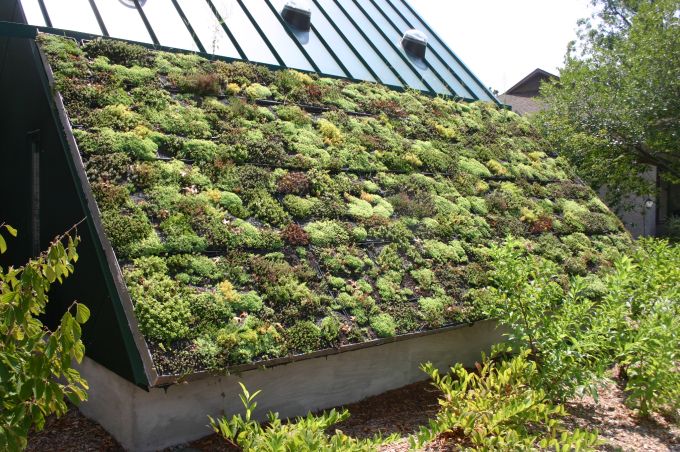 Vantaggi e benefici dei green roof