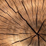Degrado dei materiali: come intervenire sul legno