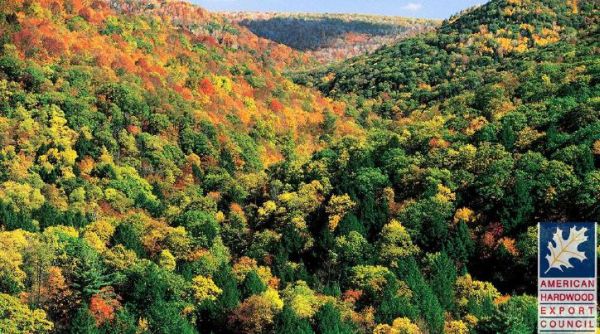 Gestione forestale sostenibile. L’esempio virtuoso del legno di latifoglia americana 