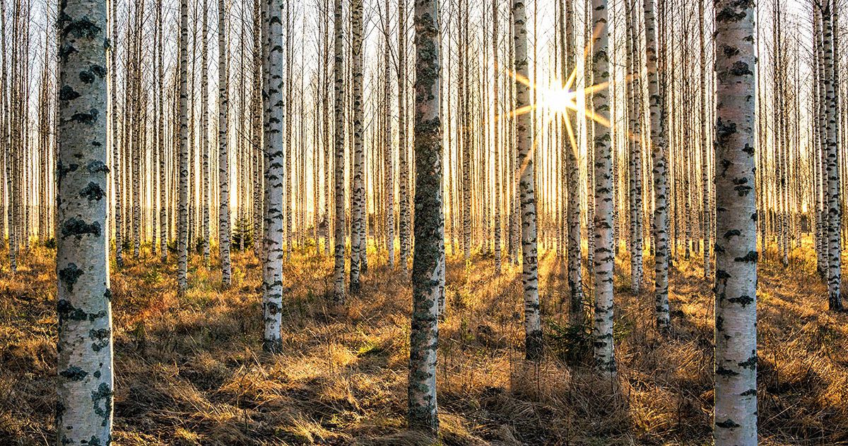 Il legno per la sostenibilità del costruito Il legno per la sostenibilità del costruito