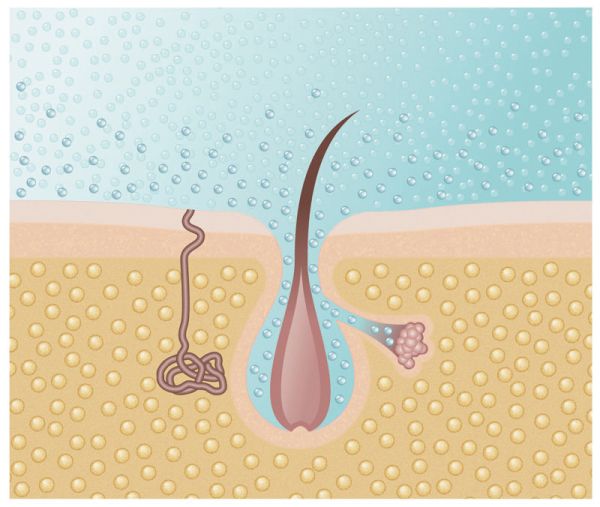 Microsilk:  piccole microbolle riescono a penetrare nei pori