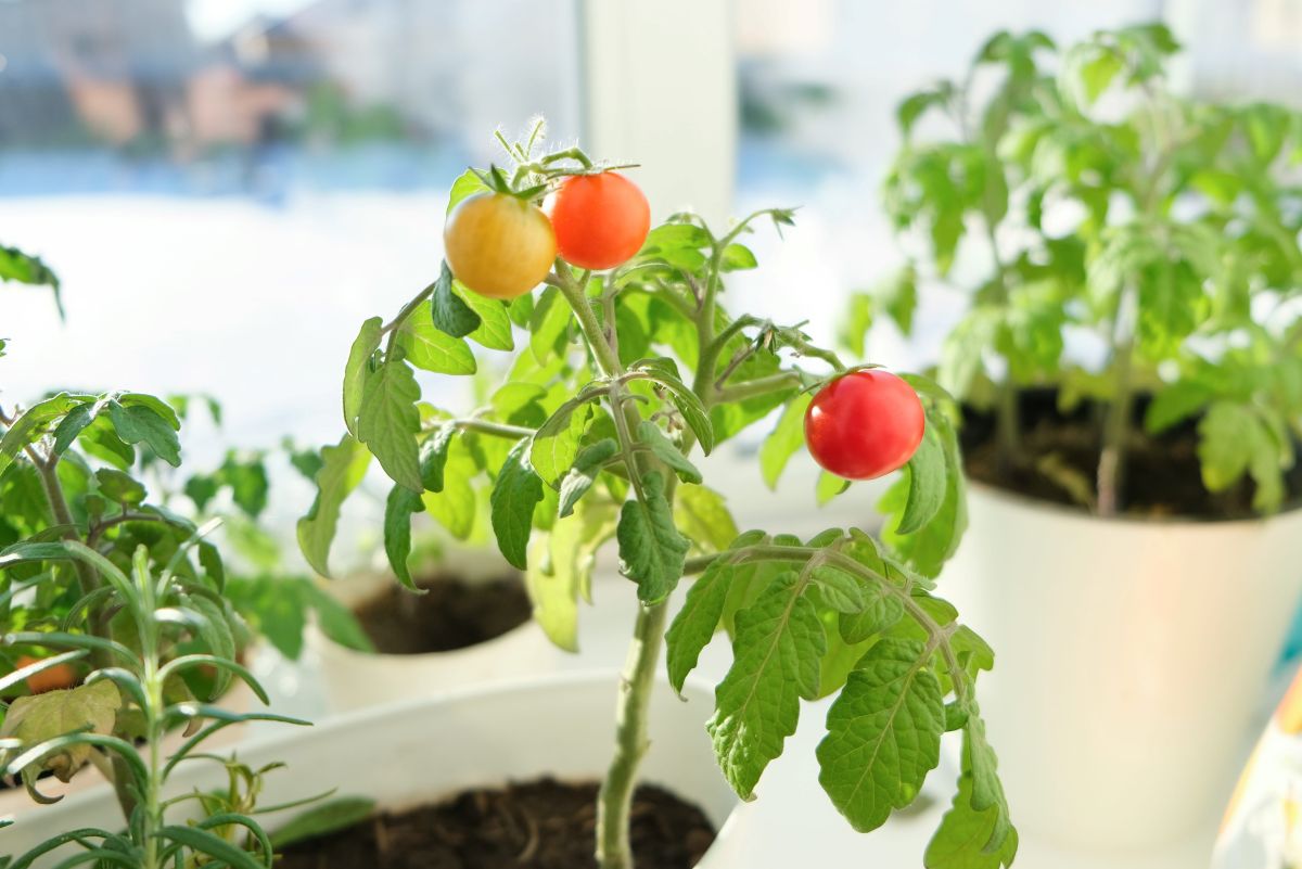 Come progettare un giardino in balcone: microclima ed esposizione Come progettare un giardino in balcone: microclima ed esposizione