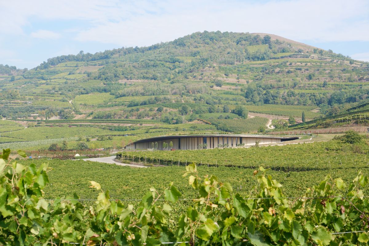 Nuova Cantina Pieropan di Acme Studio tra i progetti vincitori del Premio dedalo minosse 2025