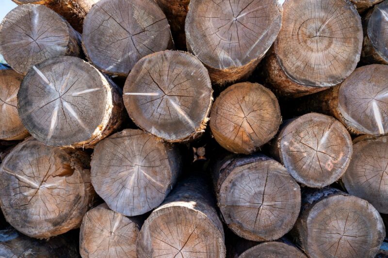 Dal bosco alla casa: il viaggio PEFC nella filiera del legno trentina tra sostenibilità, resilienza e futuro
